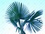 Tree 20090530b 027